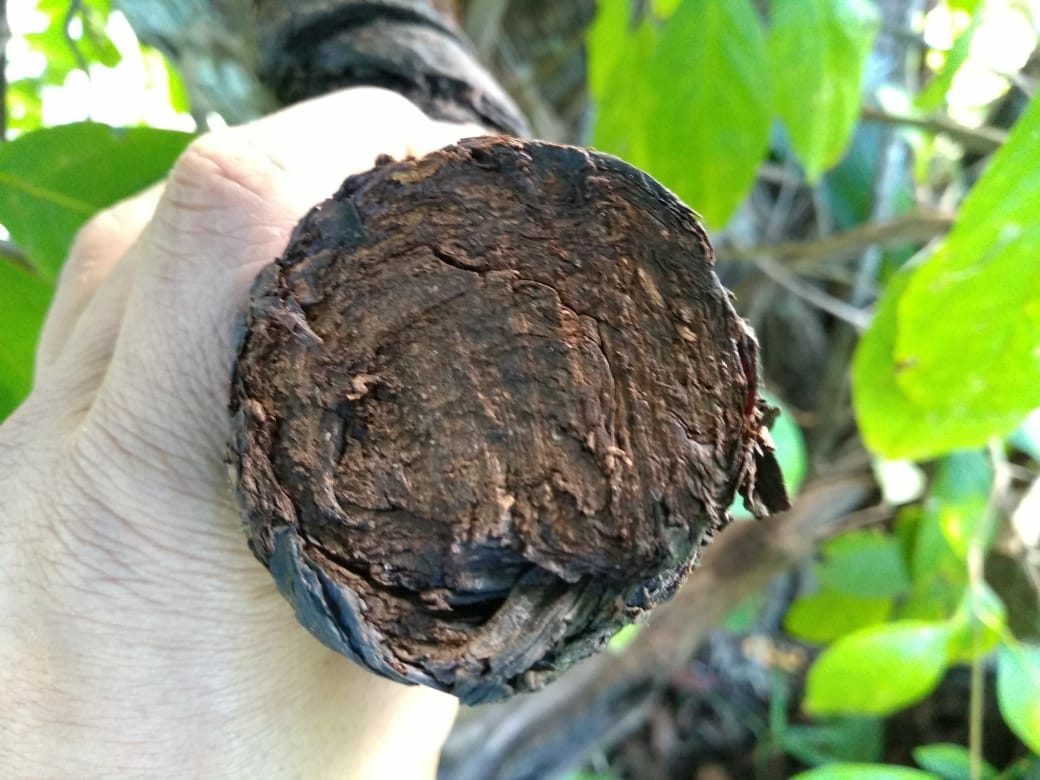 Arapiraca Tobacco Pulverized Rope Tobacco from Brazil.